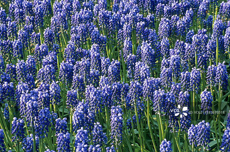 盛开的亚美尼亚葡萄风信子图片素材