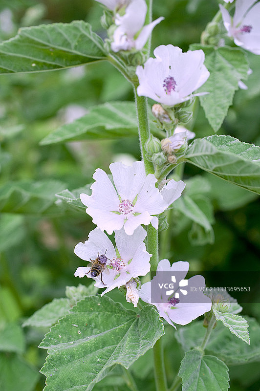花园里盛开的蜀葵图片素材