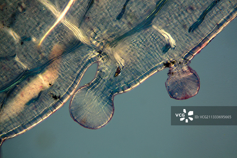 甜蔷薇叶子上的精油图片素材