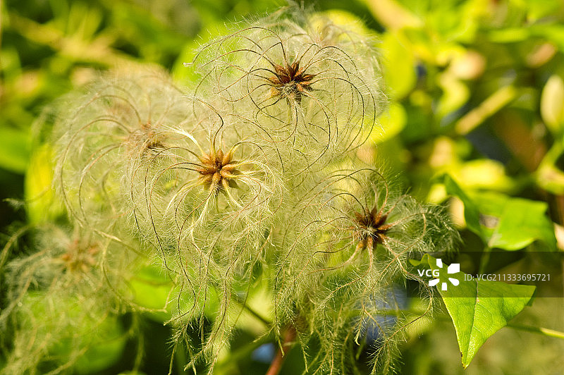 老人的胡子在秋天结出果实图片素材