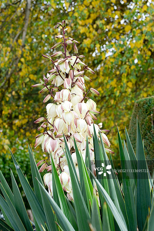 秋季盛开的丝兰图片素材