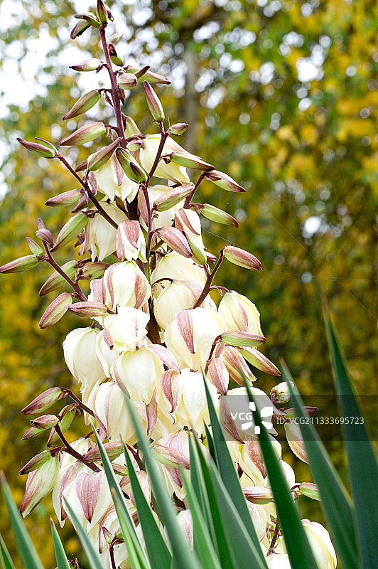 秋季盛开的丝兰图片素材