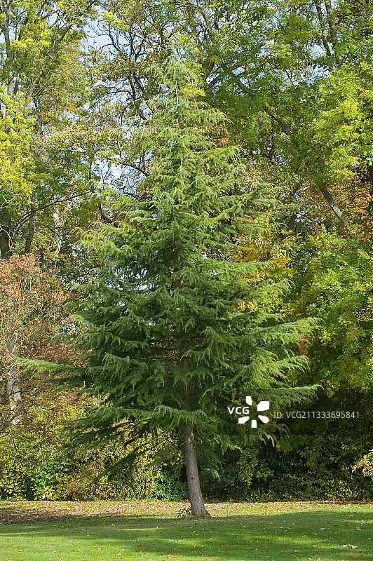 秋季花园中的喜马拉雅雪松图片素材