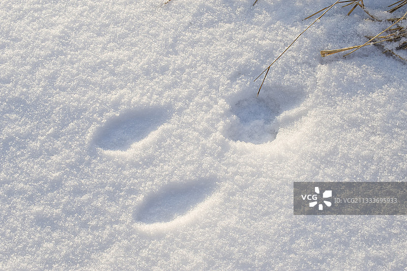 冬季雪地中的兔子足迹图片素材