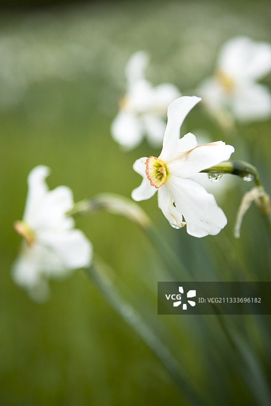 法国韦尔东地区自然公园盛开的水仙花图片素材