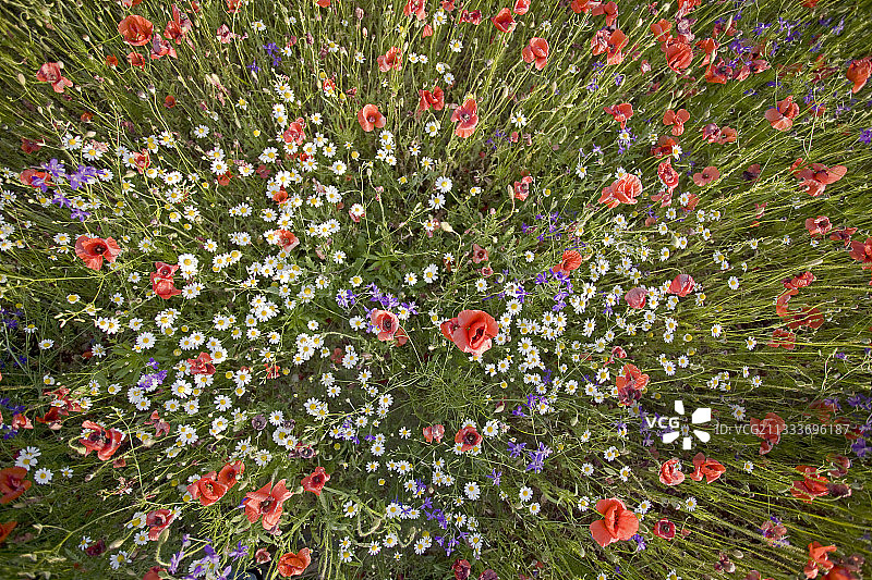 法国春天的草地花朵图片素材