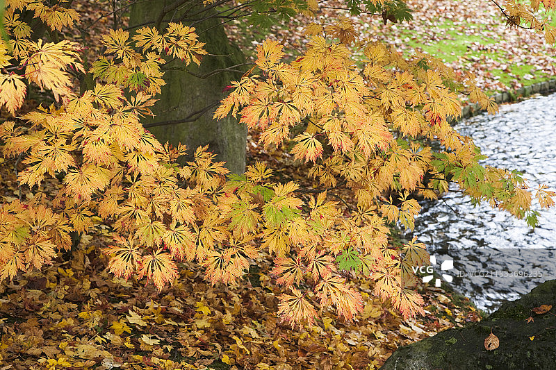比利时哈瑟尔特日本花园的日本枫树图片素材