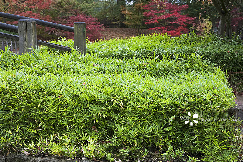 比利时哈瑟尔特日本花园中的小笹竹图片素材