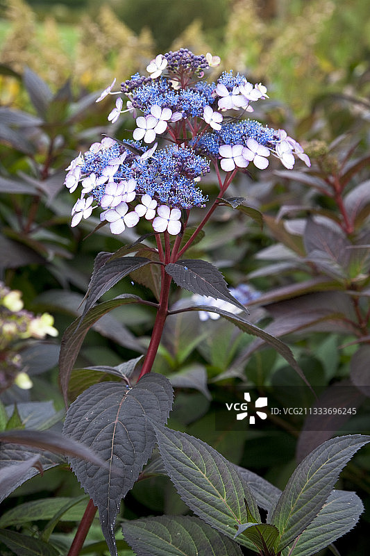 秋季花园中盛开的绣球花图片素材