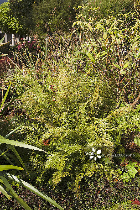 秋季花园中的柔软盾蕨图片素材