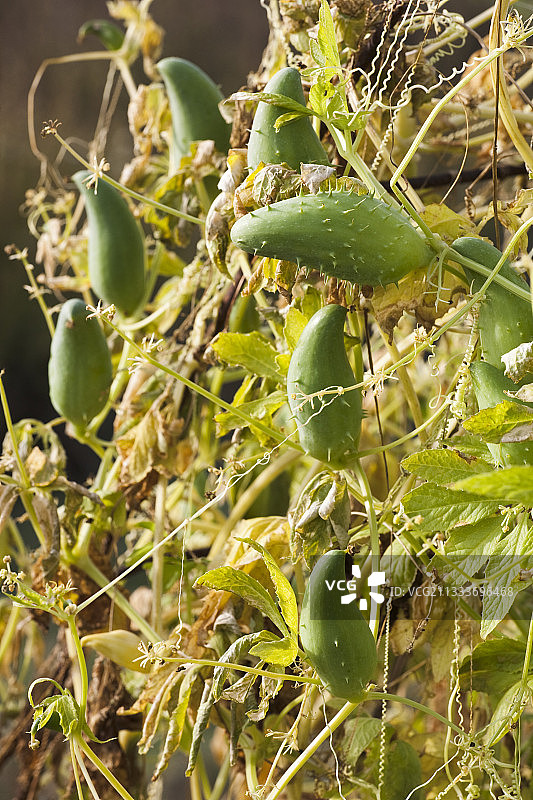 秋季花园里的阿丘恰果图片素材