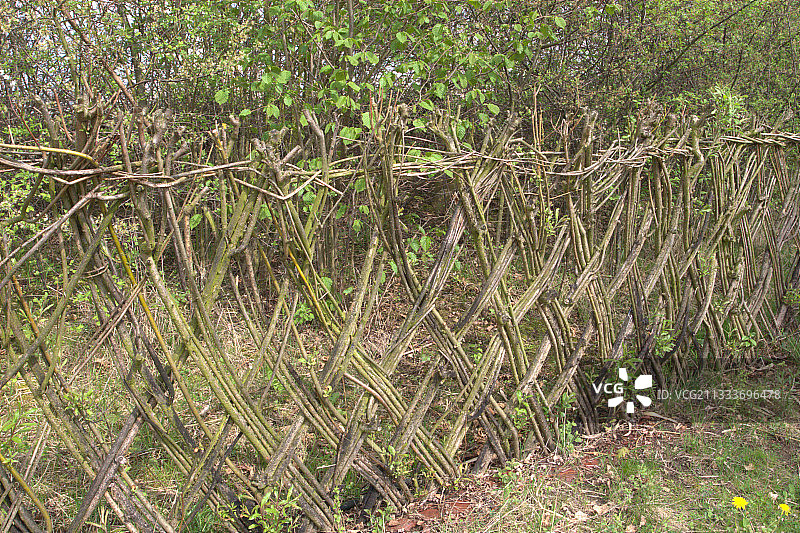 湿地野生禽类信托场所的柳条篱笆图片素材