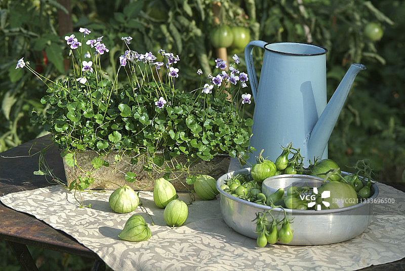 花园青番茄和酸浆果采摘图片素材