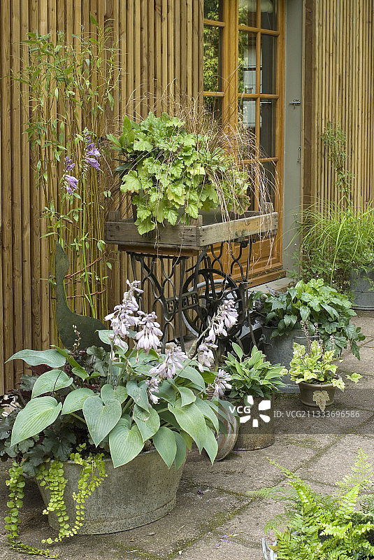 花园露台上盆栽玉簪和缝纫机图片素材