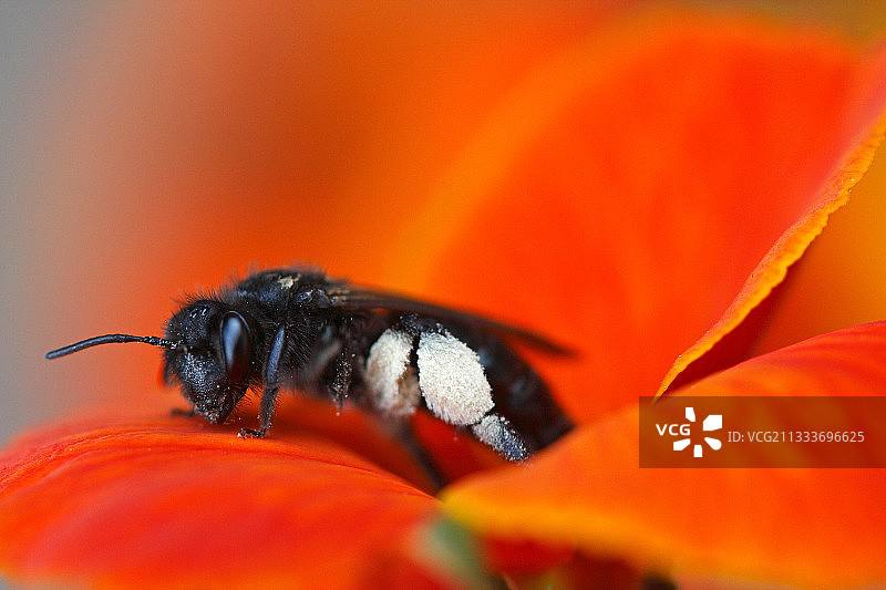 木蜂在桂竹香花上图片素材