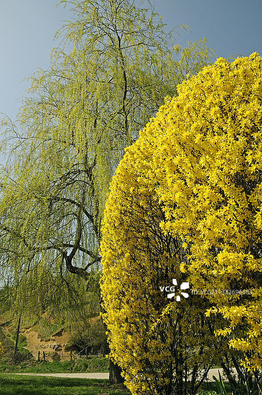法国花园中盛开的柳树和连翘图片素材