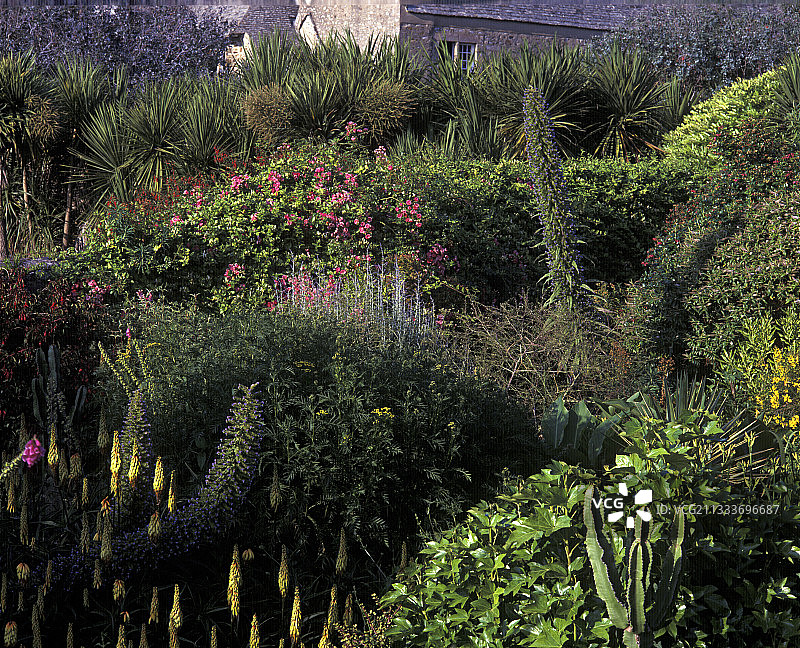 沃维尔城堡的奇异植物图片素材