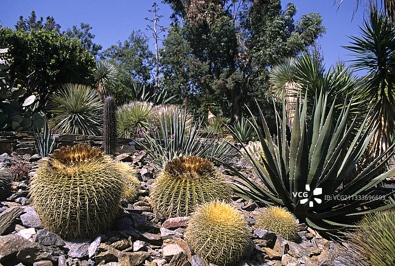 地中海花园：仙人掌和龙舌兰图片素材
