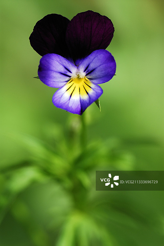 三色堇花，法国图片素材