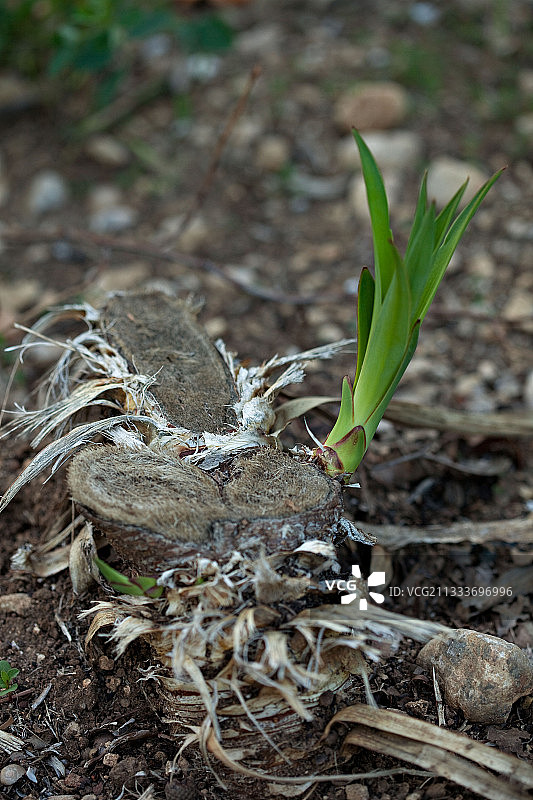 花园里的丝兰树芽图片素材