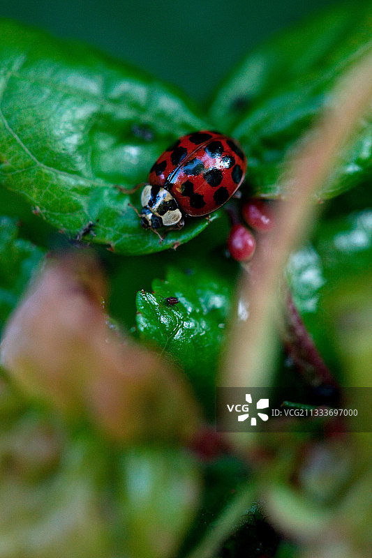 花园树叶上的亚洲瓢虫图片素材