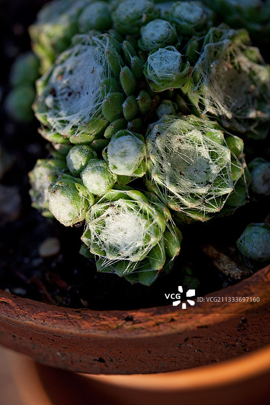 花园盆栽长生草图片素材