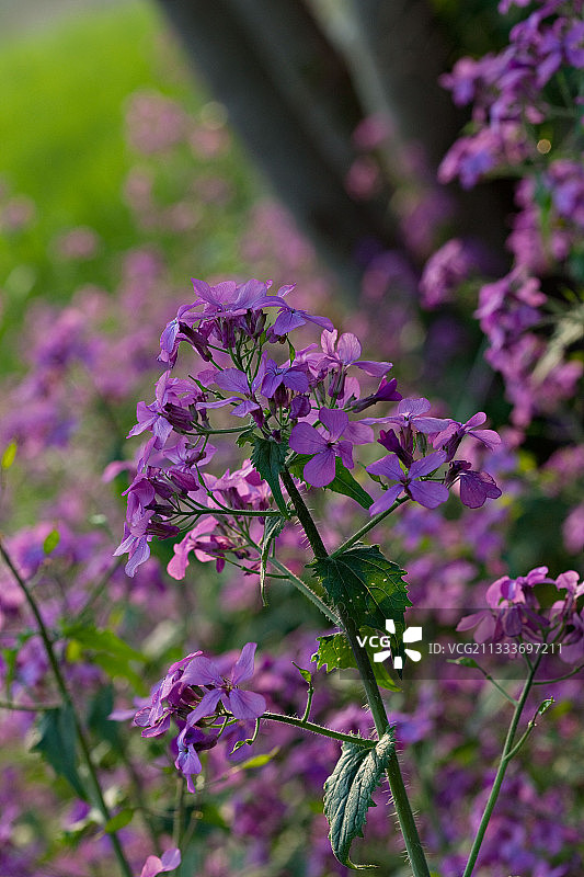 花园里盛开的农作物图片素材