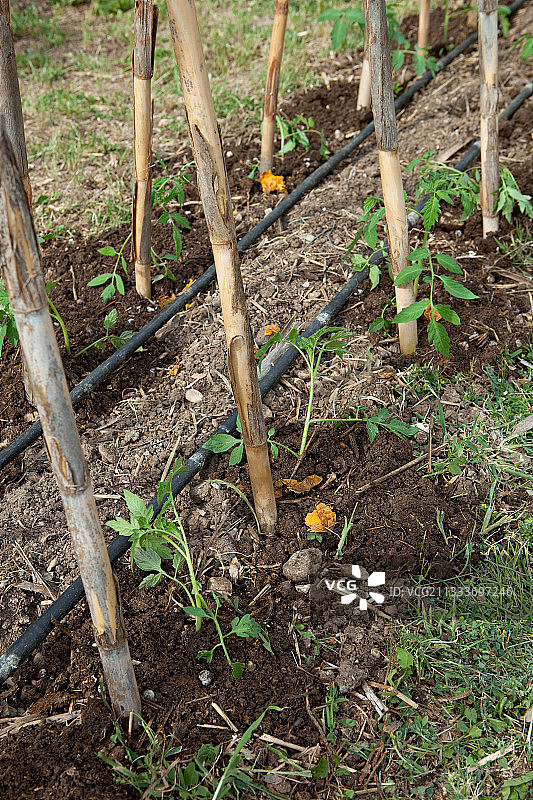 厨房菜园里的西红柿种植图片素材