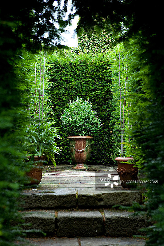 法国树篱前的安杜兹盆栽黄杨木图片素材