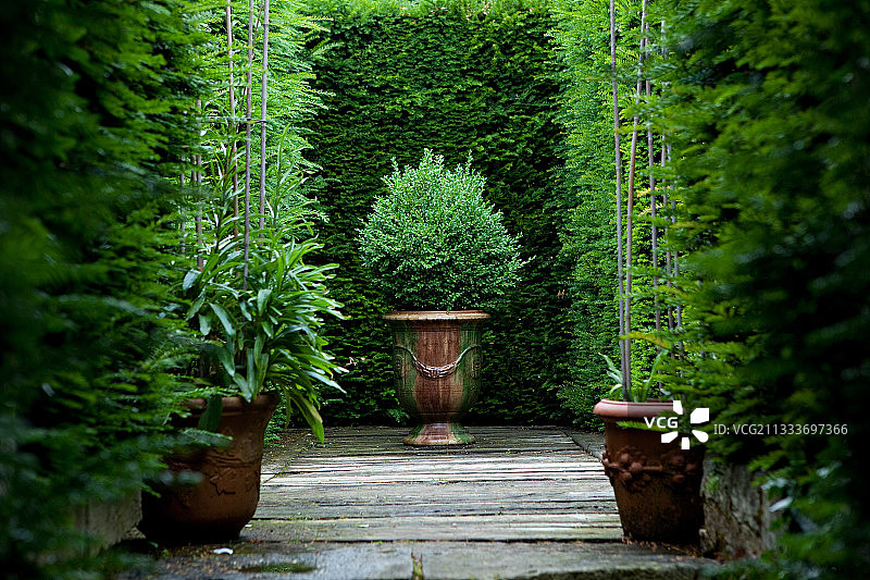 法国树篱前的安杜兹盆栽黄杨木图片素材