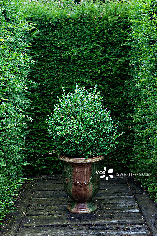 法国树篱前的安杜兹盆栽黄杨木图片素材