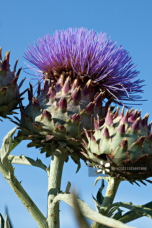蓝天下的紫色洋蓟花图片素材
