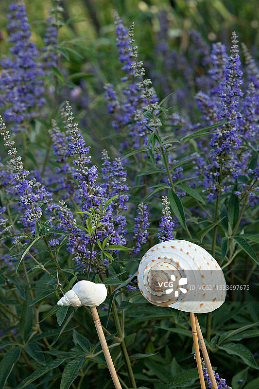 法国夏季蔓荆上的蜗牛图片素材