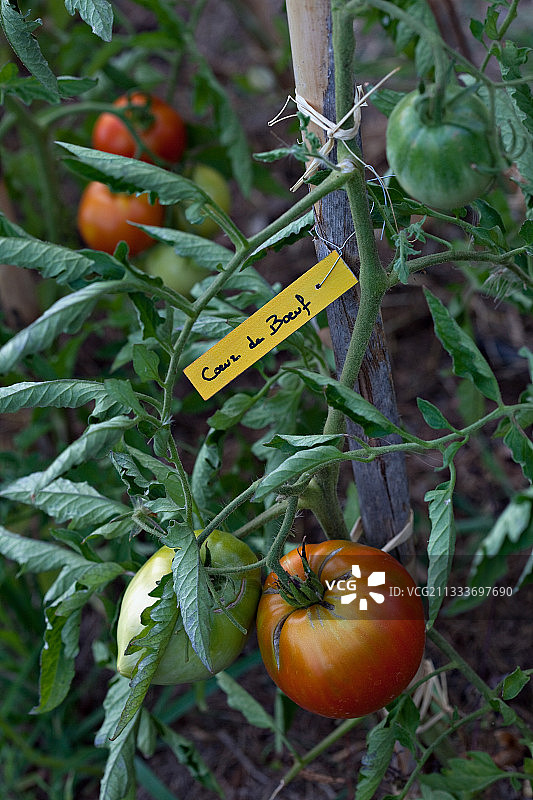 蔬菜园里的番茄和木材标签图片素材