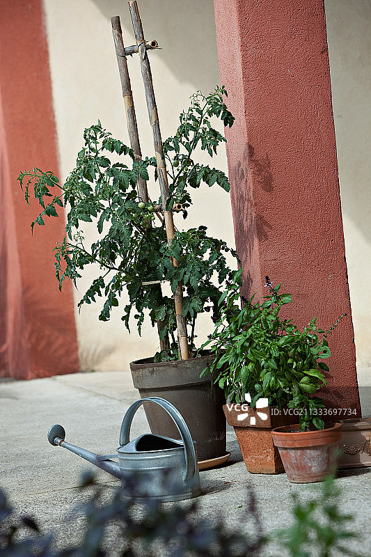 樱桃番茄和罗勒盆栽与浇水壶图片素材