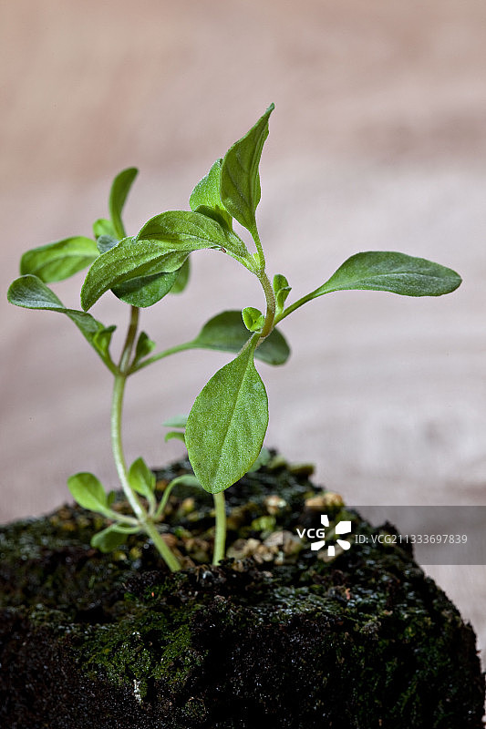 工作室中的百里香幼苗图片素材