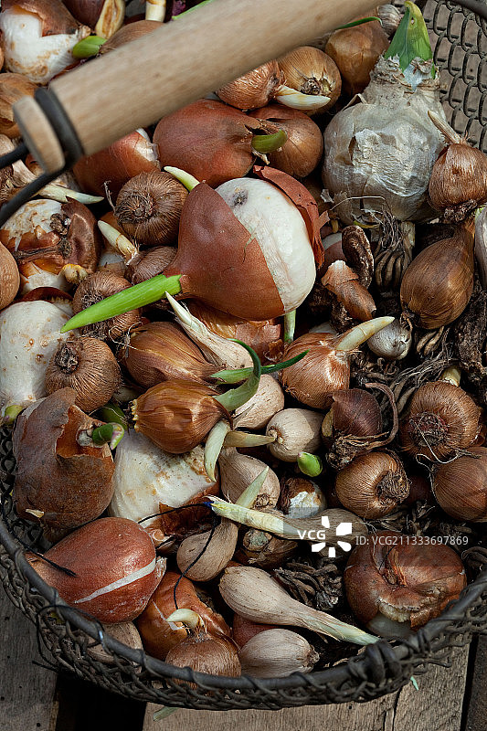 花园篮子里的花球图片素材