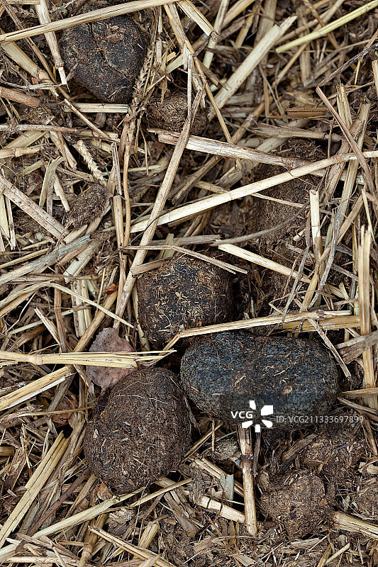 花园里的马粪图片素材