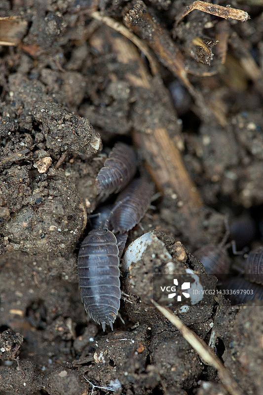 花园堆肥上的鼠妇图片素材