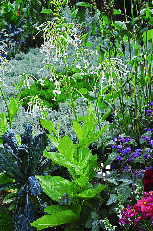 花园中盛开的观赏烟草图片素材