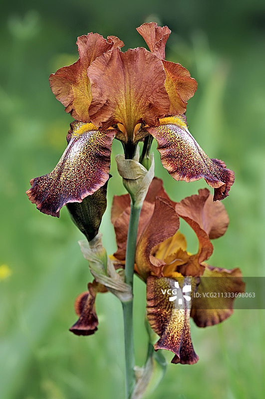 法国利穆赞花园中盛开的德国鸢尾花图片素材