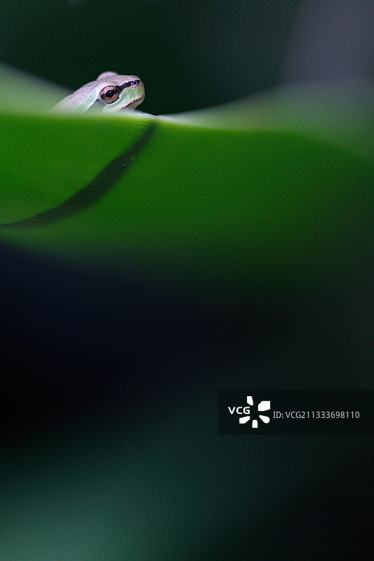 栖息在丝兰上的地中海树蛙图片素材