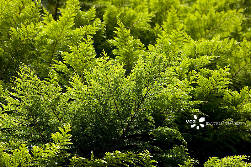 爱尔兰的图亚树叶图片素材