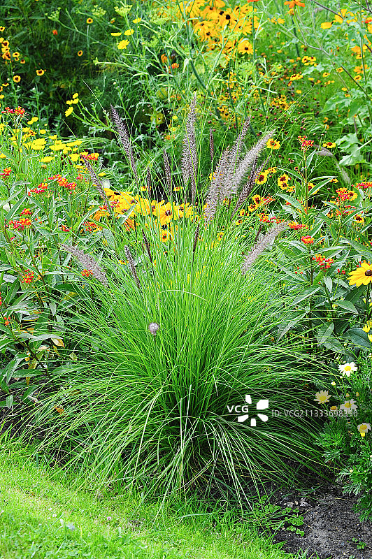 花园里的红色狼尾草图片素材