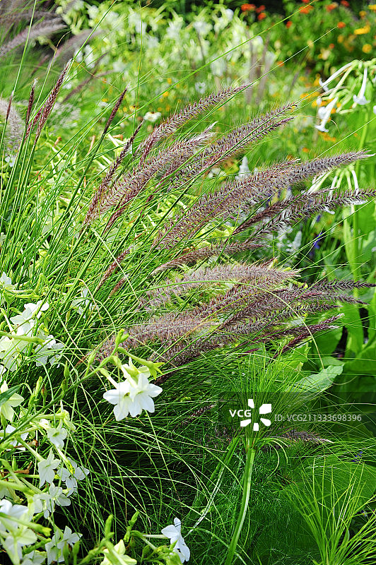 花园里的红色狼尾草图片素材
