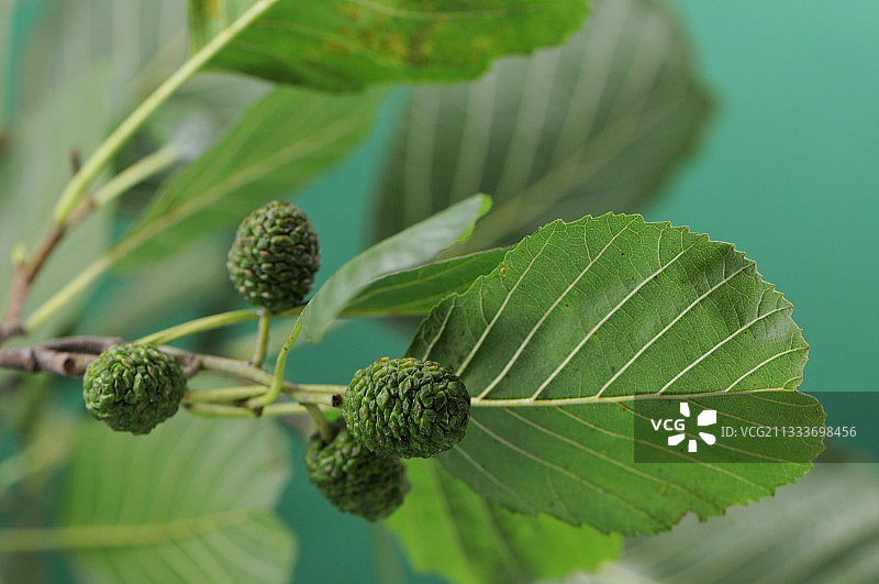 欧洲桤木雌花的球果，法国图片素材