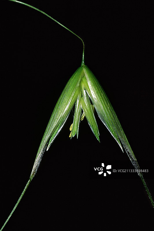 细长的燕麦小穗图片素材