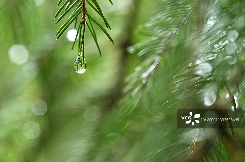 云杉针叶上的水滴图片素材