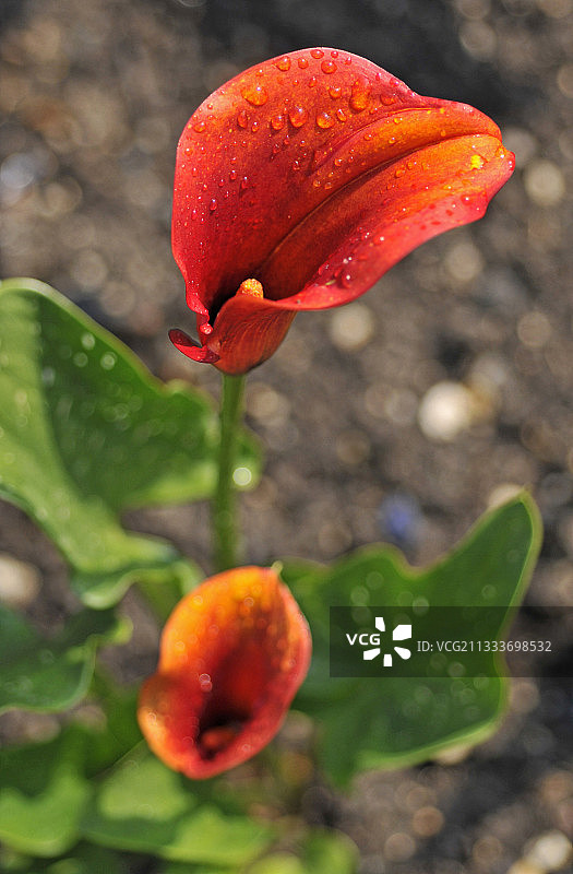 盛开的马蹄莲图片素材