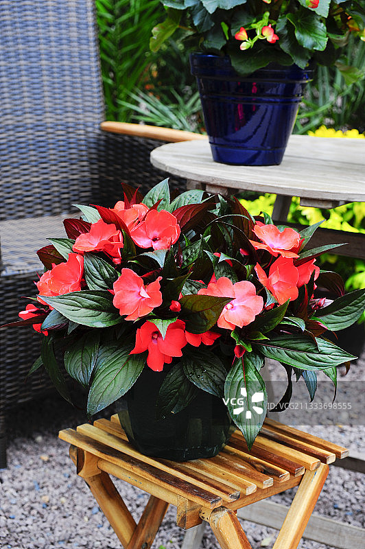 花园露台上盛开的新几内亚凤仙花图片素材